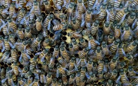 蜜蜂築巢條件 住高鐵附近會吵嗎
